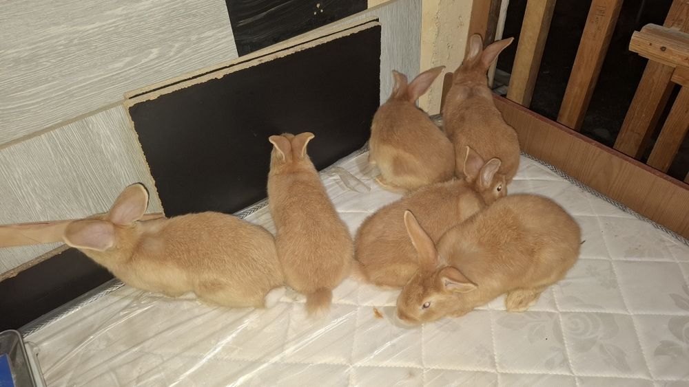 Burgund bollari sotiladi