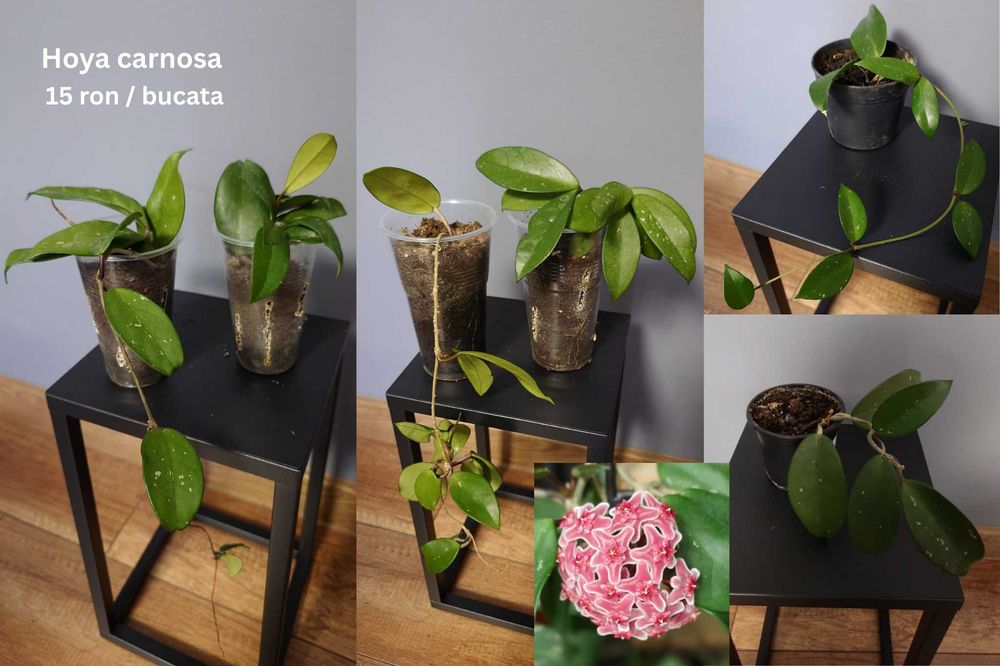 Plante de apartament