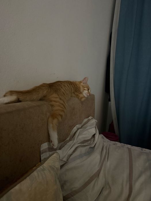 Отдам в добрые руки котёнка-девочку