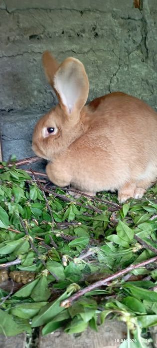 кролики порода фландер