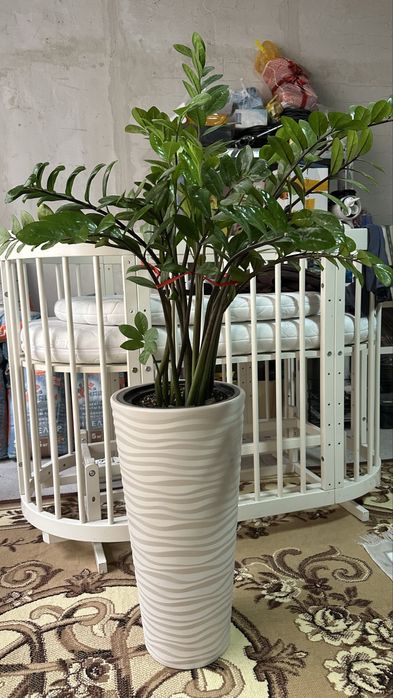 Долларовое дерево