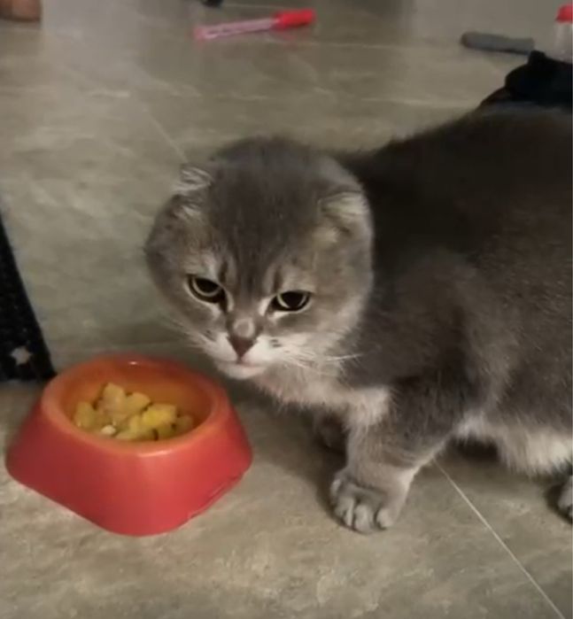 Ищет дом шотландец