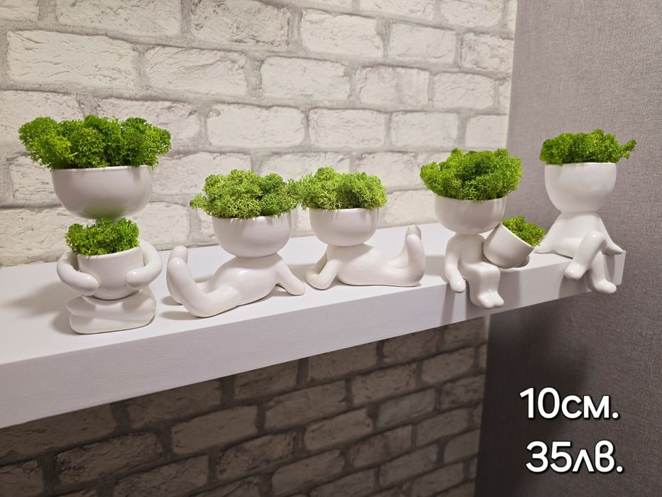 Различни видове кашпи със скандинавски мъх