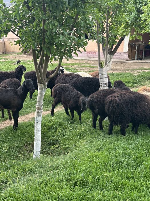 Туктылар сатылады