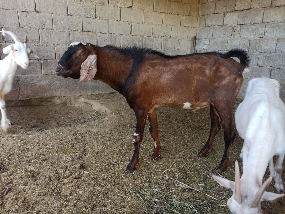 Теке Козел сатылады