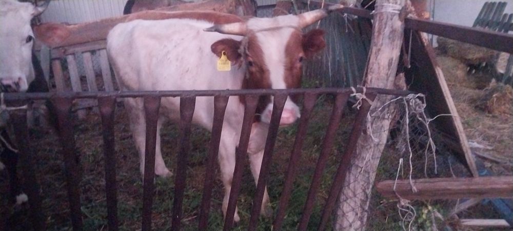 Продам быков цена за адного быка 550000