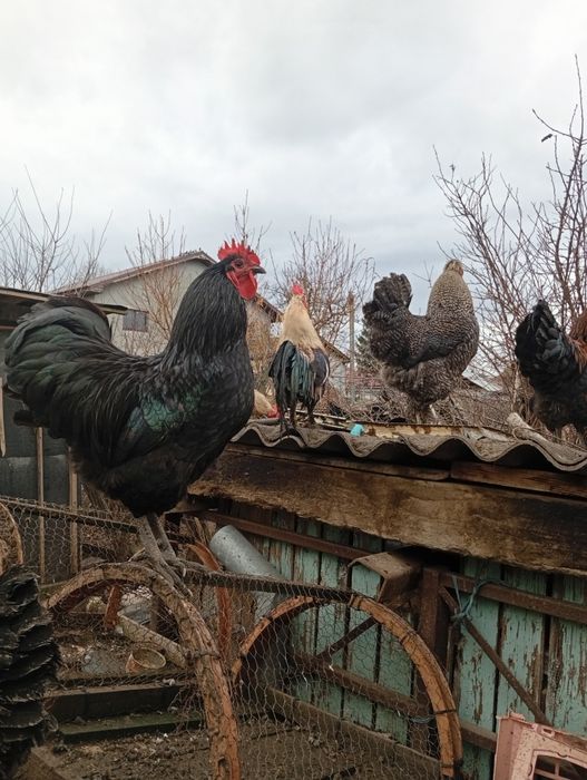 De vânzare cocoși tineri