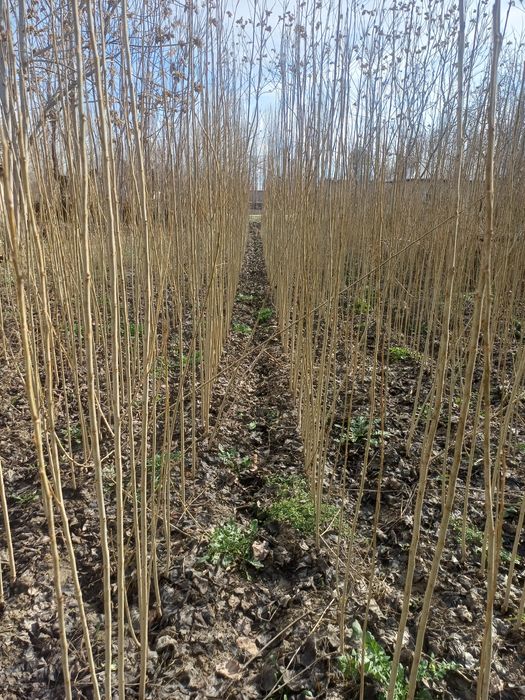 Terak koʻchatlar ( shamshod)