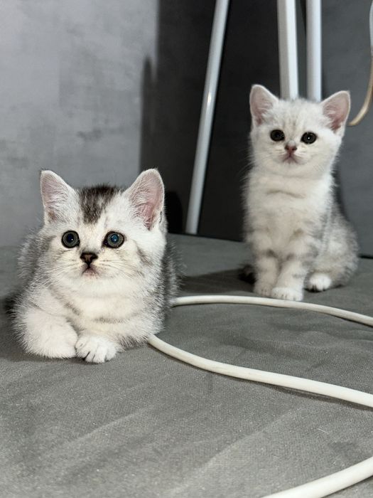 Британские серебристые шиншиллы