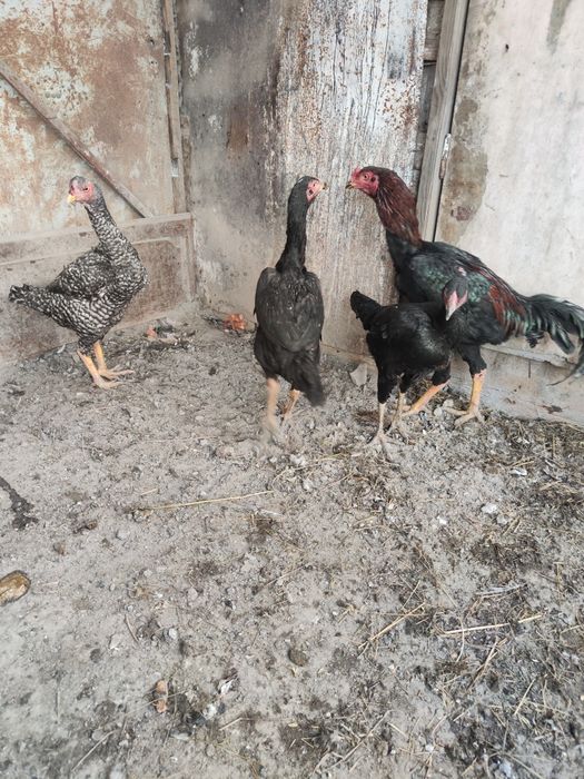 Бойцовый Дакан 1+3