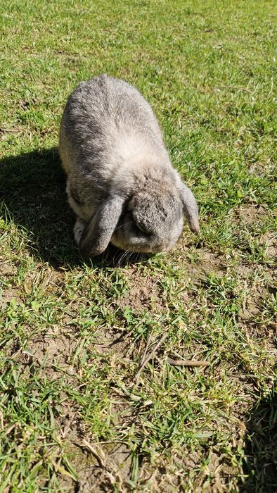 Vând iepure gingaș și blând