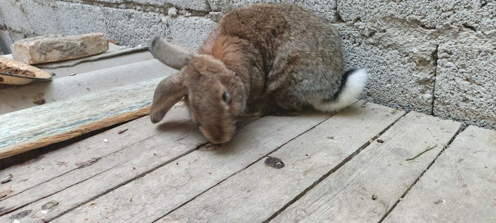 Flandr Quyonlar Sotiladi