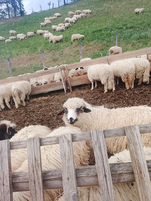 Vând miei și mieluțe de sămânță