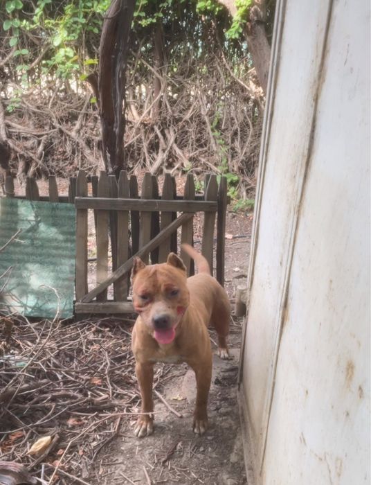 Pitbull мальчик 1,4года