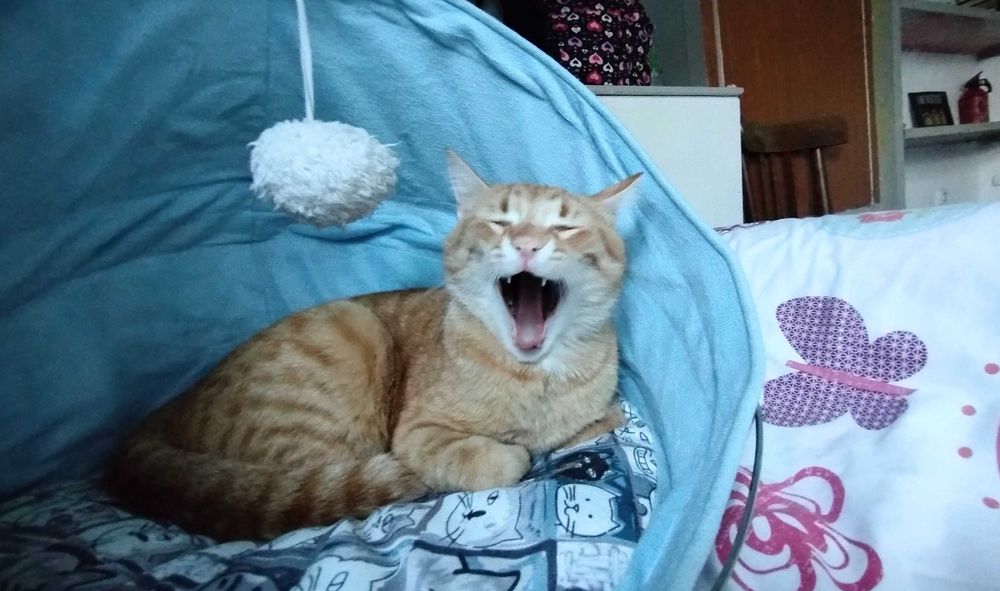Коте Шефа търси истински дом