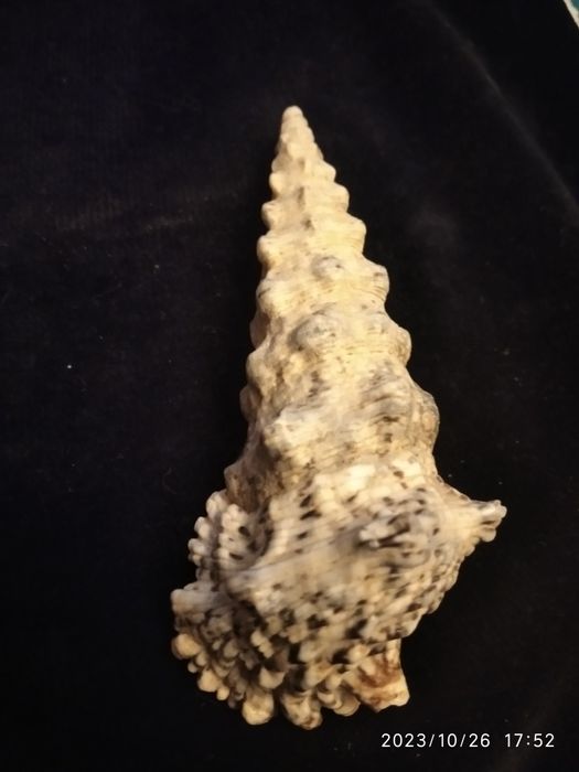 Ракушка морская и коврик