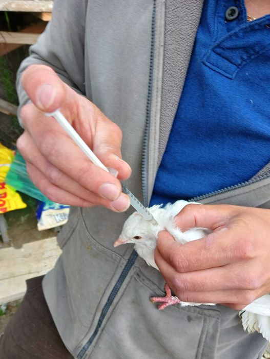 Porumbei ,jucători,și alte rase.