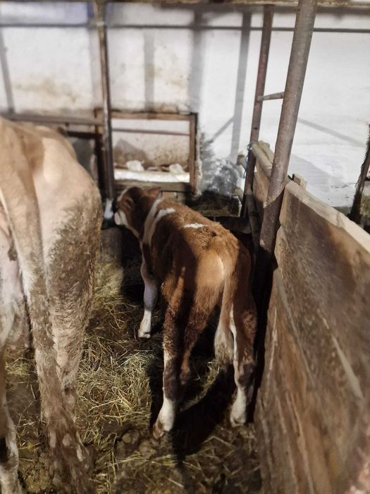 Vând vițel baltat mascul de 9 săptămâni, 120kg