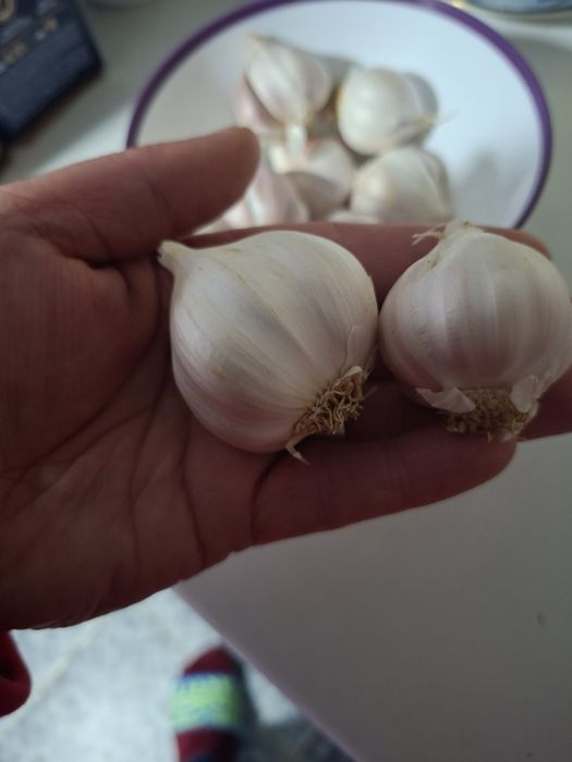 Vand usturoi romanesc