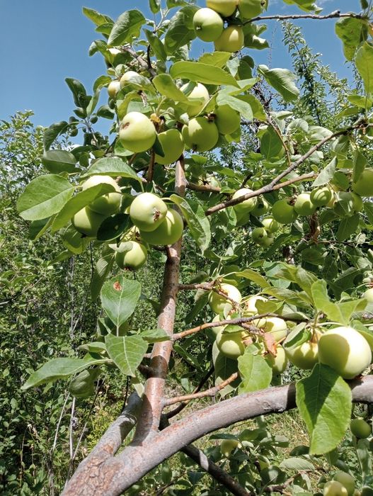 Продам дачу Текели