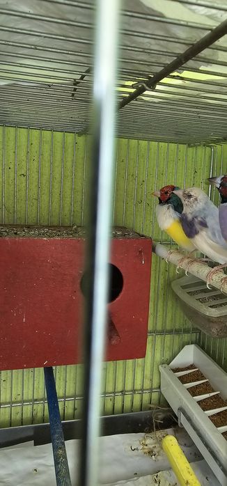 Гулдови амадини  3 бр.