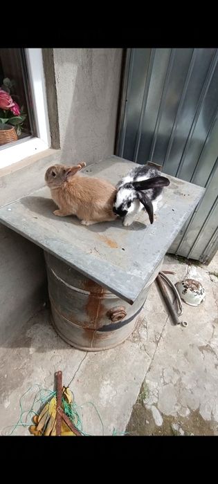 Iepuri de rasa de vânzare