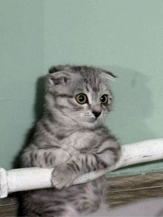 Шотланский веслоухии