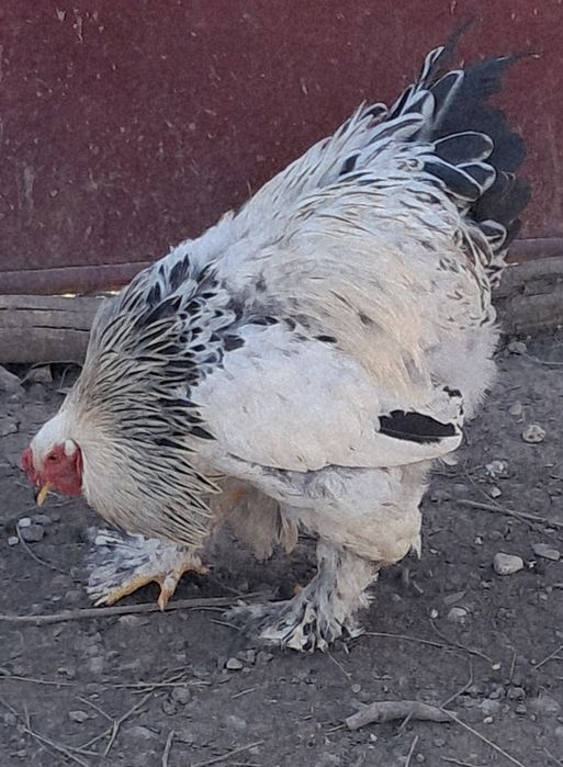 Cocoș Brahma HD disponibil