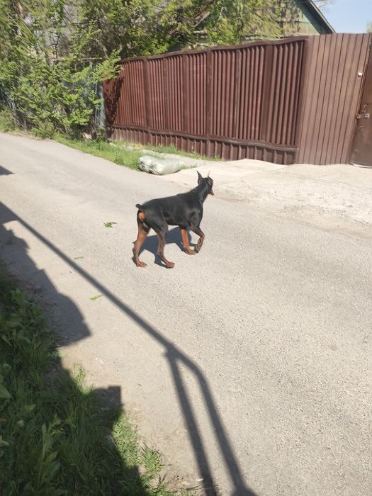 Доберман собака собака