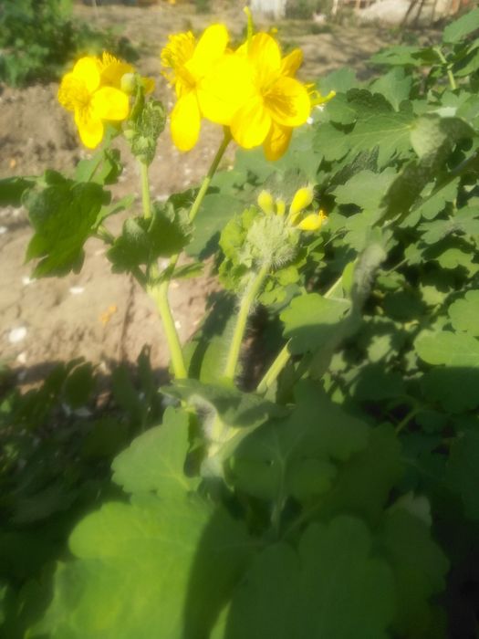 Чистотел прямо с грядки