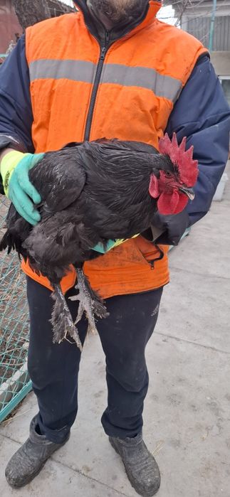 Продаю Петухов Брамма