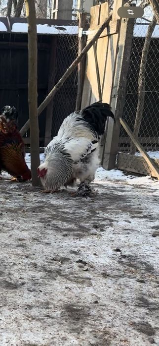 SUPER cocoși brahma !