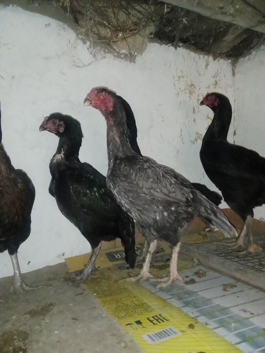 Дакан тауыктар сатылады