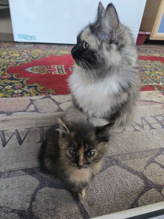 Отдам кошку бесплатно