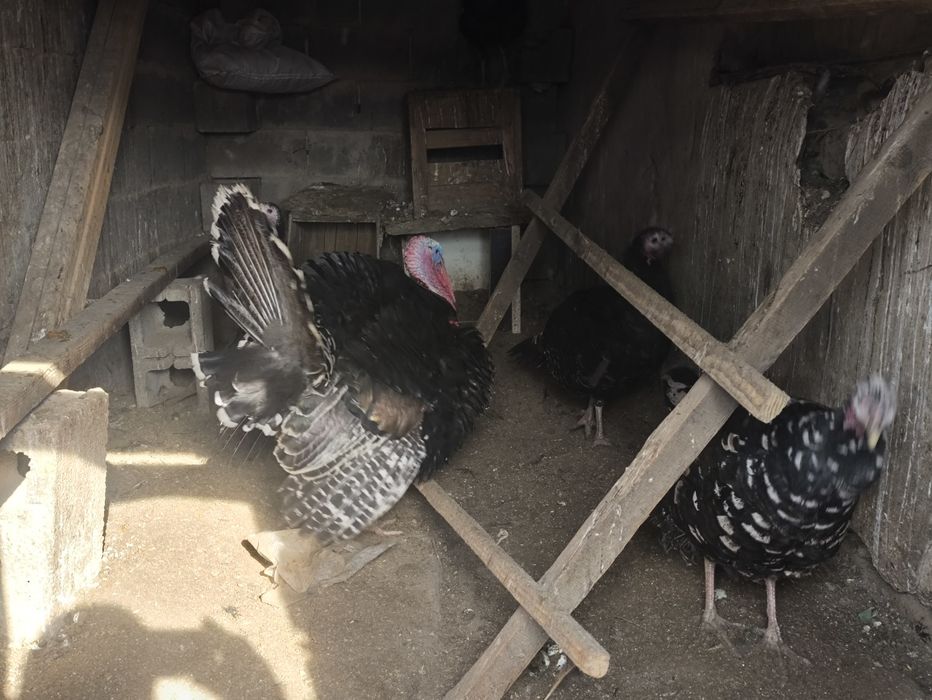 Продам семью индюков