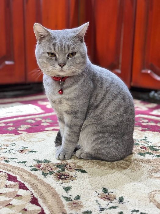 Кот на вязку британец