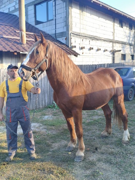 Cal de vânzare cu vârsta de 5 ani