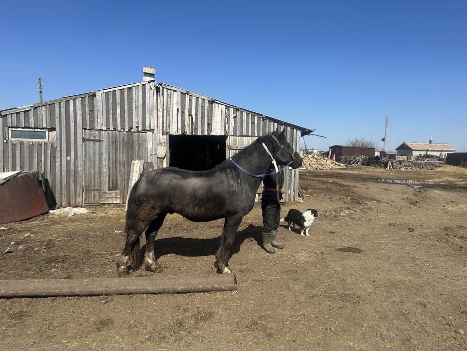 Продам Жеребца!!