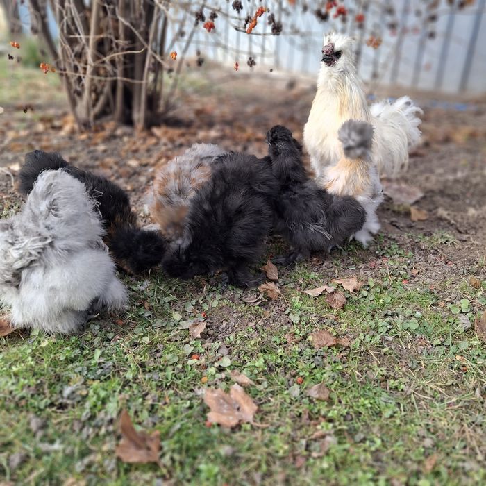 Куры китайские шёлковые