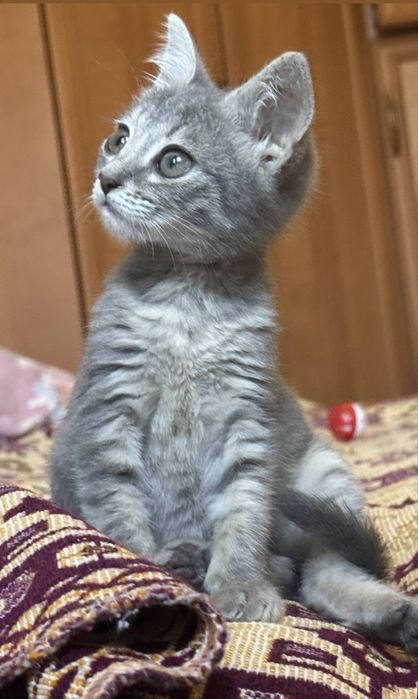 Котеное в добрые руки