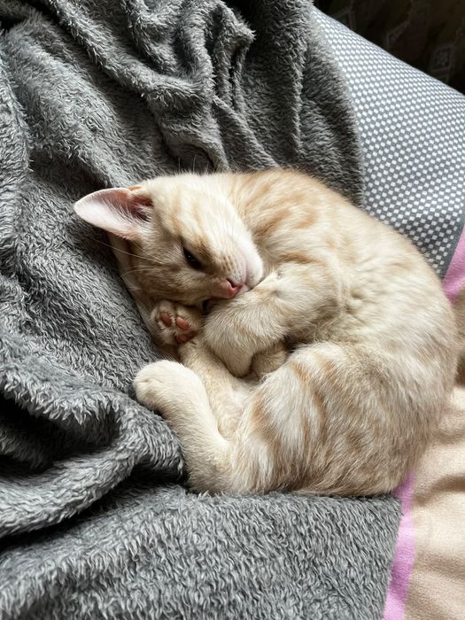 Отдам котенка бесплатно