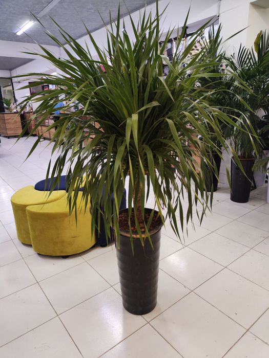 Tuvakli daraxtlar sotiladi optom narxlarda