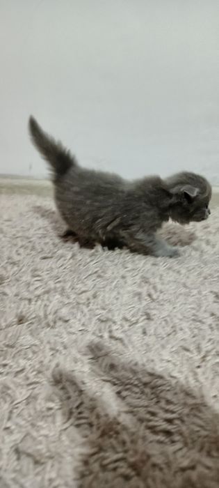 Котята вислоухие