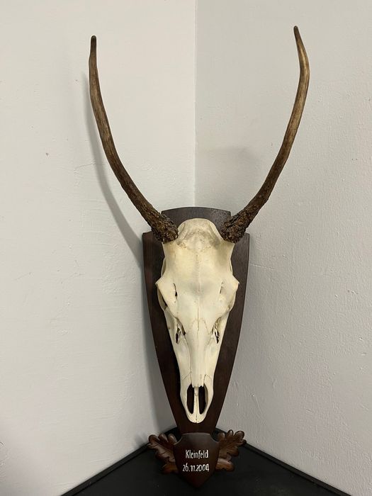 Трофей от шилар, лов и риболов