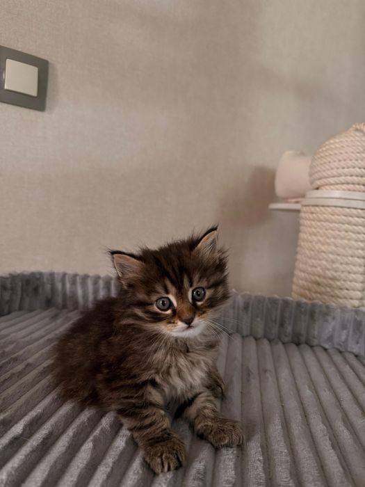 Котята ищут дом