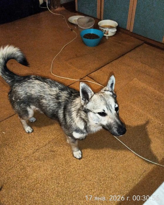 Молодой кобель в поиска дома