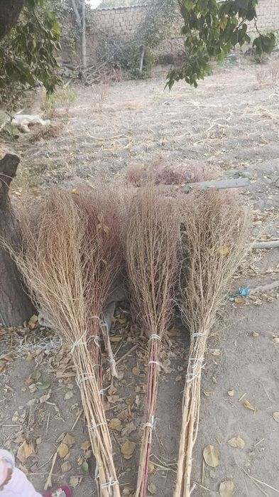 Kotta supirgila sotiladi