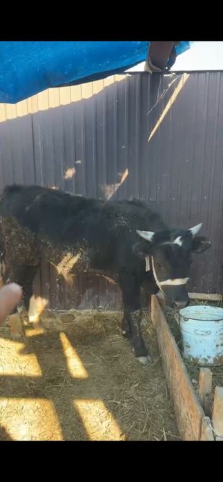 Букалар сатылады