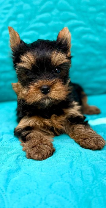 Pui Yorkshire Terrier cu pedigree