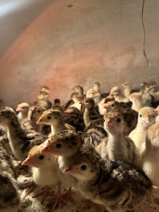 Продам индюшат бронза утяжеленная